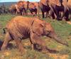 Phoenix Rising Jungle Book 019 - African Elephants