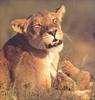 Phoenix Rising Jungle Book 021 - African Lions : Lioness and baby