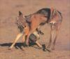 Phoenix Rising Jungle Book 023 - Black-backed Jackal pair