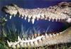 Phoenix Rising Jungle Book 029 - Saltwater Crocodile