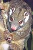 Phoenix Rising Jungle Book 030 - Green Ringtail Possum