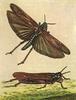 Animal Art : Grasshopper
