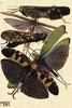 Animal Art : Grasshoppers