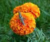 Grasshopper on flower