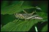 Grasshopper on leaf