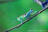 Grasshopper