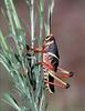 Grasshopper
