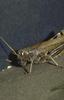 Grasshopper
