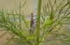 Grasshopper
