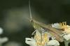 Grasshopper