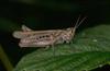 Grasshopper