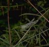 Grasshopper