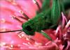 Grasshopper