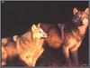 Gray Wolves