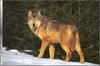 Gray Wolf