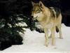 Gray Wolf