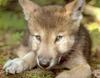 Gray Wolf pup