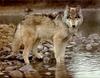Gray Wolf