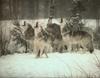Gray Wolf