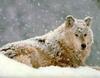 Gray Wolf