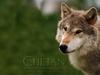 Gray Wolf