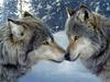 Gray Wolf