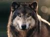 Gray Wolf
