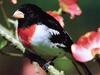 Rose-breasted Grosbeak