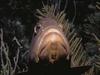 Fish : Grouper