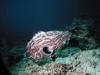 Fish : Grouper