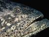 Fish : Grouper