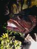 Fish : Grouper