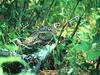 Grouse