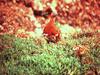 Grouse