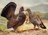 Grouse