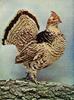Grouse