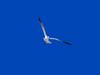 Gull in flight