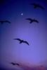 Gulls in flight