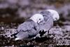 Gulls