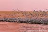 Shore birds