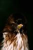 Hawk