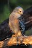 Hawk