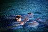 Hippo herd in water