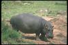 Pygmy Hippo