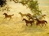 Horses