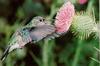 Hummingbird