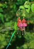 Hummingbird