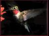 Hummingbird