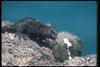 Galapagos Marine Iguana