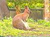 Kangaroo